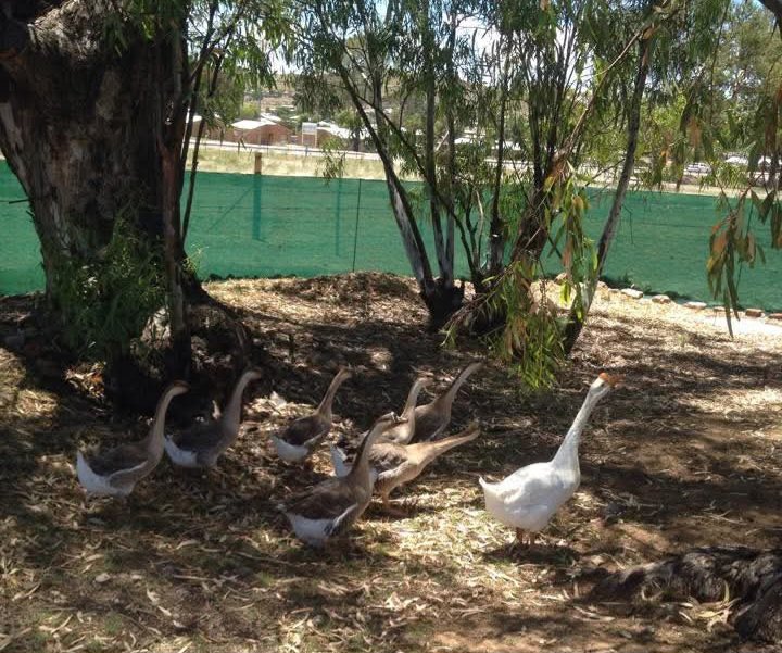 3 Bedroom Property for Sale in Smithfield Free State